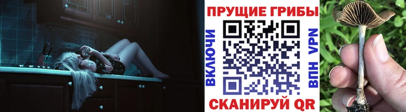 Псилоцибиновые грибы Psilocybe  Светогорск 